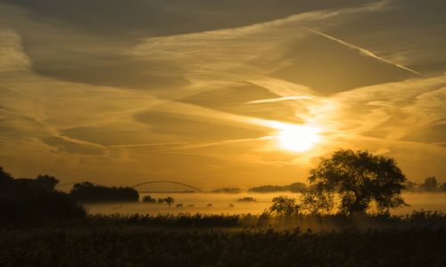 摄图网_323625674_太阳升起在默尔维德河上牧场奶牛草地芦苇漫滩血管情绪橙子(企业商用).jpg