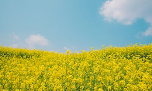 美国EB1A的优先日详细解析，优先日有什么作用？